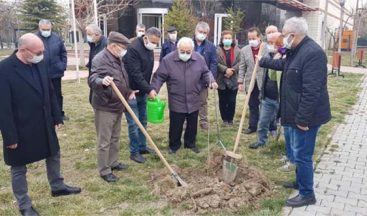SERÇEŞME CEMEVİ ÖNÜNE KARADUT FİDANI