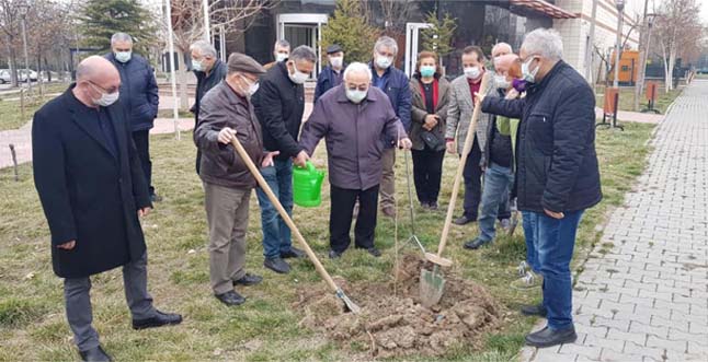 SERÇEŞME CEMEVİ ÖNÜNE KARADUT FİDANI