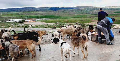 SOKAK HAYVANLARI TAM KAPANMA SÜRECİNDE SAHİPSİZ DEĞİL