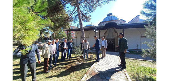 TARİHİ CAMİ BAHÇESİNDE ZEYTİN HASADI
