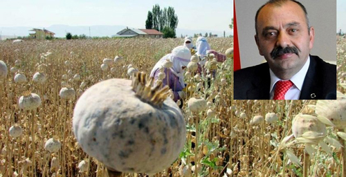 ORTAKÖY’DE HAŞHAŞ EKİM ALANI ARTTIRILDI