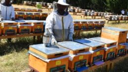 ÇORUM’DA İKİNCİ ARICILIK KURSU BAŞLIYOR