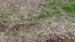 EĞİTİM İŞ : ETİ ANADOLU LİSESİ’NDE AĞAÇLAR NEDEN KESİLDİ?”