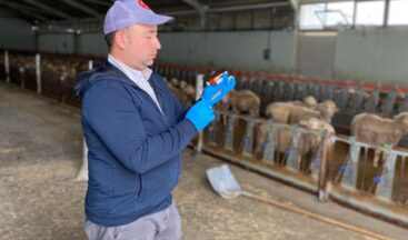 ALACA’DA KÜÇÜKBAŞ AŞI VE KÜPELEME UYGULAMALARI DEVAM EDİYOR