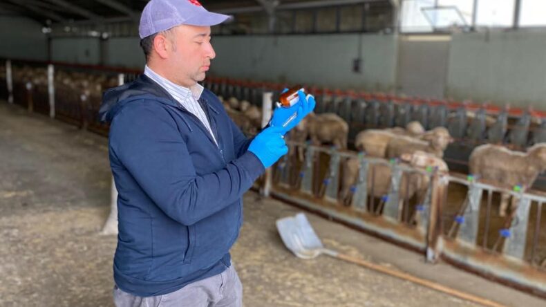 ALACA’DA KÜÇÜKBAŞ AŞI VE KÜPELEME UYGULAMALARI DEVAM EDİYOR