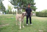 ÇORUM’DA TÜRK ÇOBAN KÖPEKLERİ GÖRÜCÜYE ÇIKTI