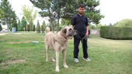 ÇORUM’DA TÜRK ÇOBAN KÖPEKLERİ GÖRÜCÜYE ÇIKTI